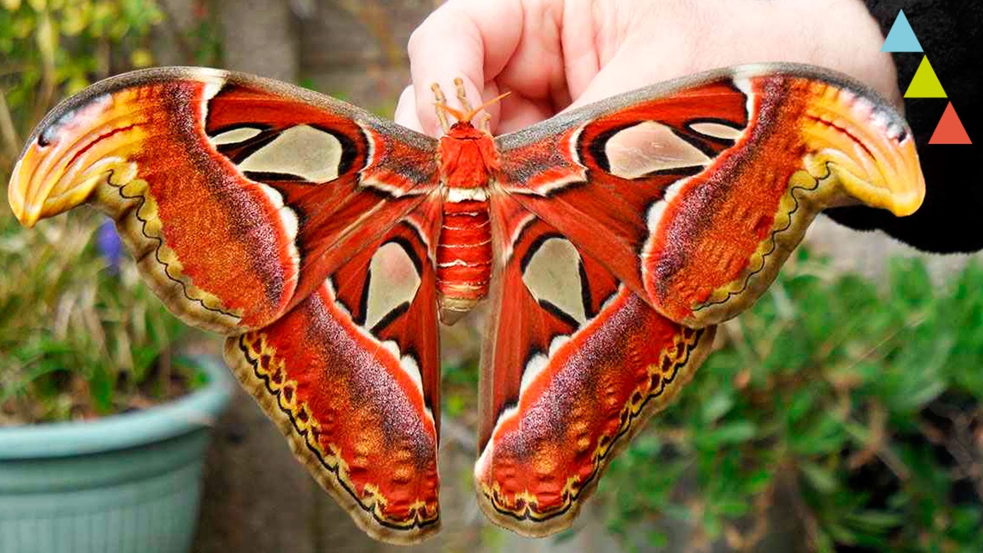 Большой бабочки фото название. Павлиноглазка атлас Attacus Atlas. Бабочка Павлиноглазка атлас. Attacus Atlas бабочка. Павлиноглазка Геркулес гусеница.