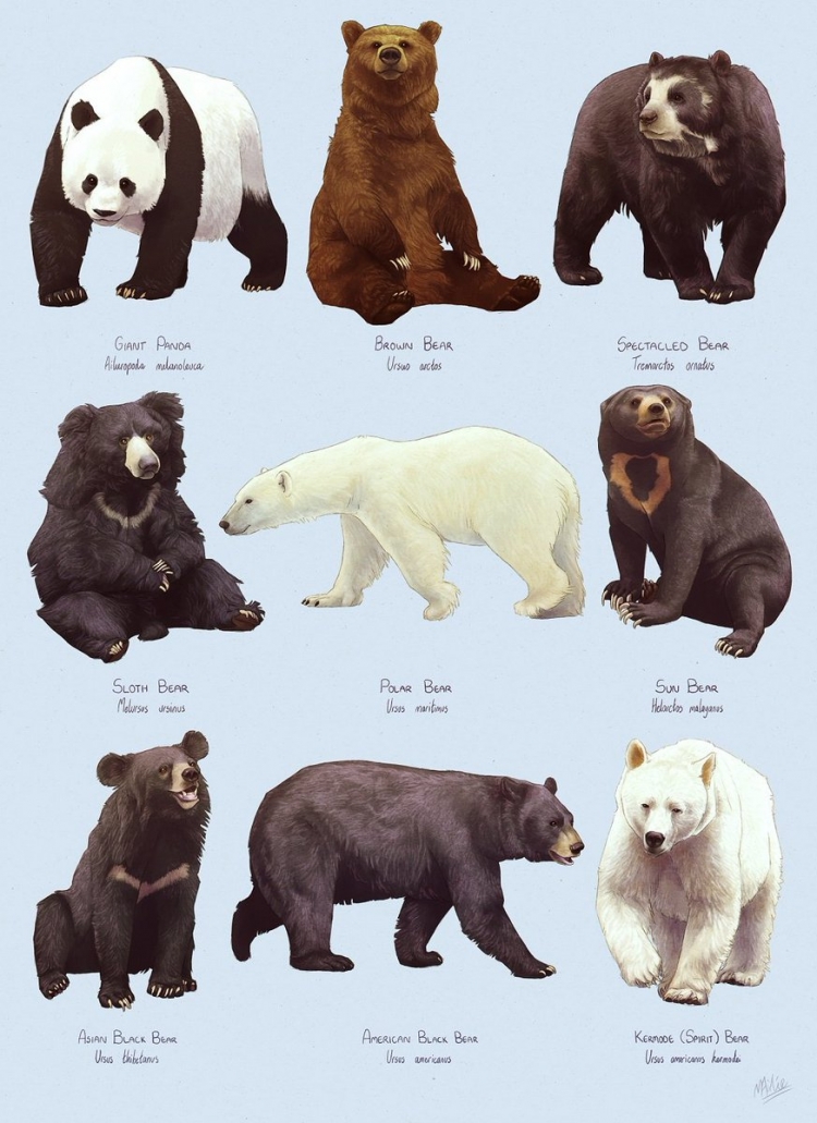 Гризли медведь. описание и образ жизни гризли
