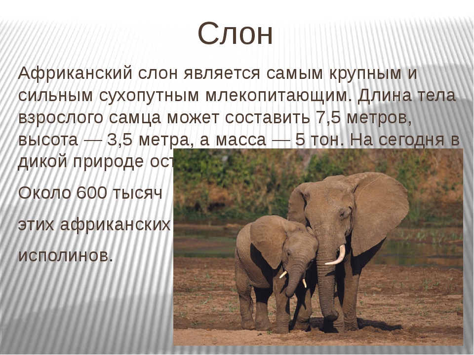 В какой природной зоне африки обитает слон. Сведения о слоне. Описание слона. Слон краткое описание. Сообщение о слоне.