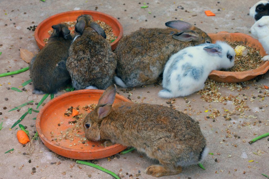 Чем можно кормить домашних кроликов. Кормление кроликов. Кормовой кролик. Кролиководство рацион. Откормленный кролик.