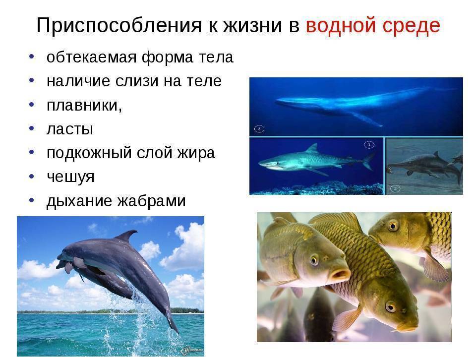 Условие рыбы. Приспособления к водной среде. Водная среда обитания. Животные живущие в водной среде. Кто обитает в водной среде обитания.