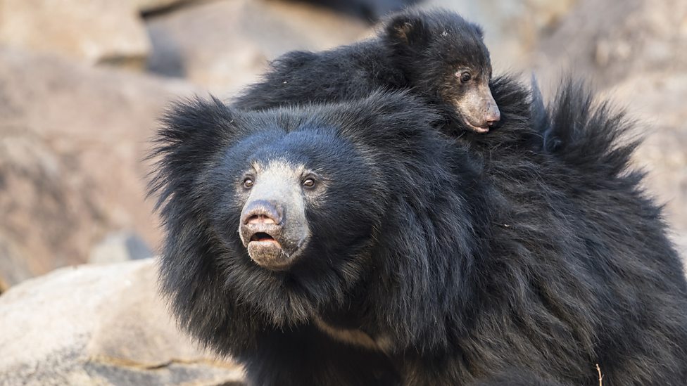 Самые большие медведи в мире: топ-10 наиболее крупных видов, их фото и особенности