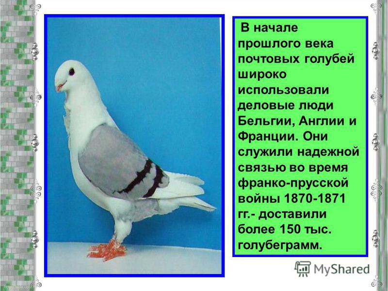 Как отличить голубя от голубки внешне признаки фото