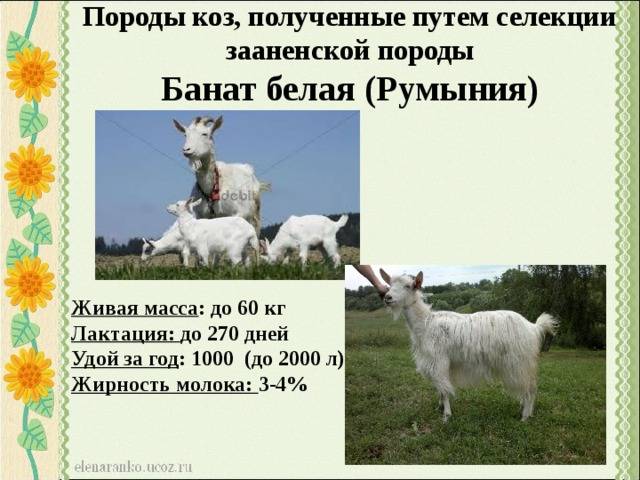 Характеристика пород коз. Козье молоко зааненской породы. Название пород коз. Внешний вид козы. Породы козлят с фотографиями.
