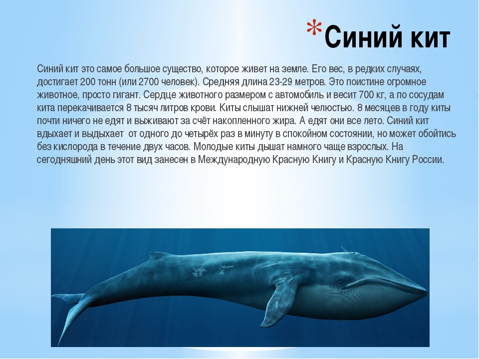 Где живет кит 1 класс ответ. Северный синий кит доклад красная книга. Синий кит рассказ. Синий кит доклад. Рассказ про кита.