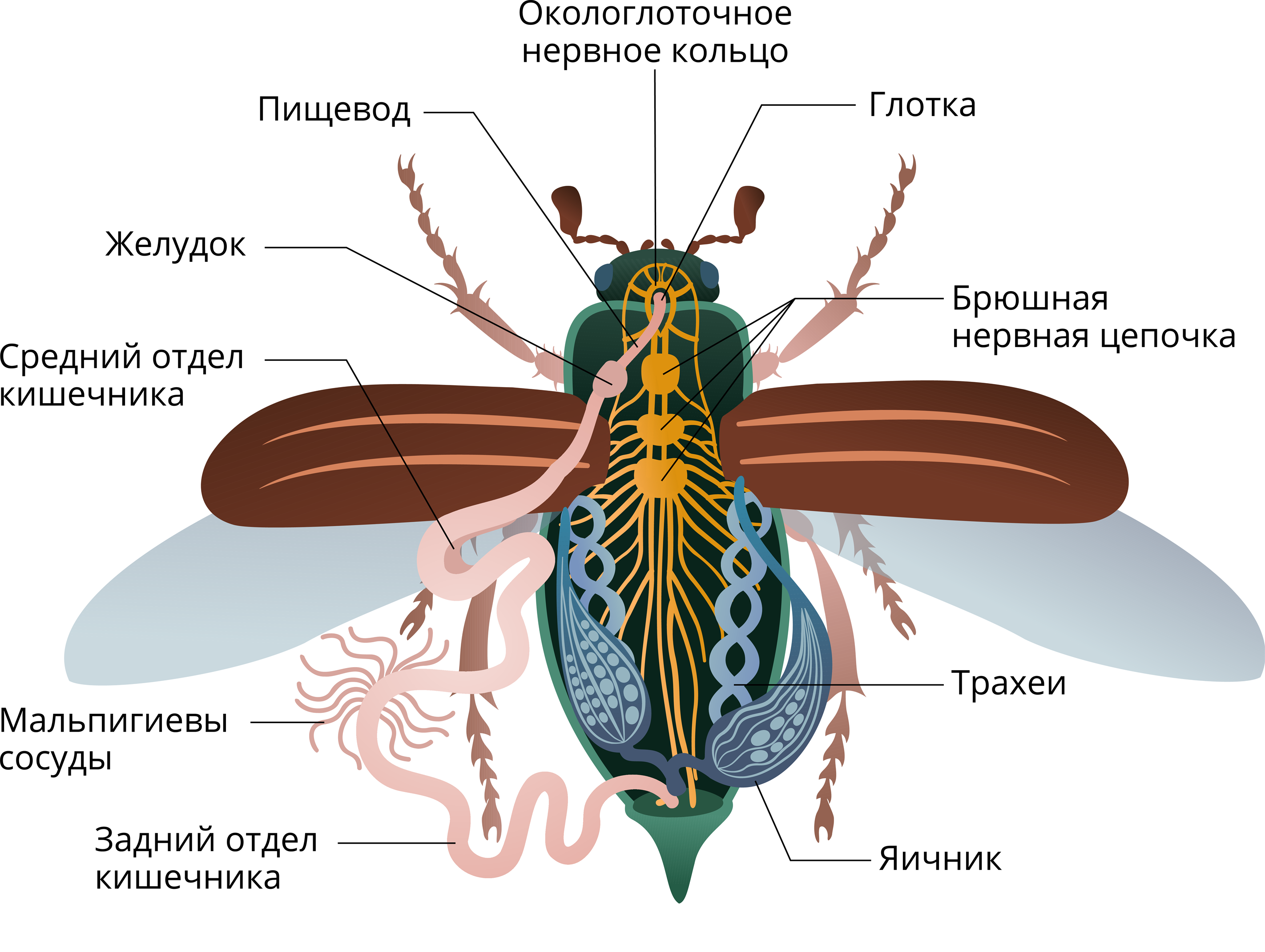 Какие системы у насекомых. Строение насекомых Майский Жук. Строение жука биология 7 класс. Внутреннее строение насекомых Майский Жук. Внешнее и внутренне строение майского жука.