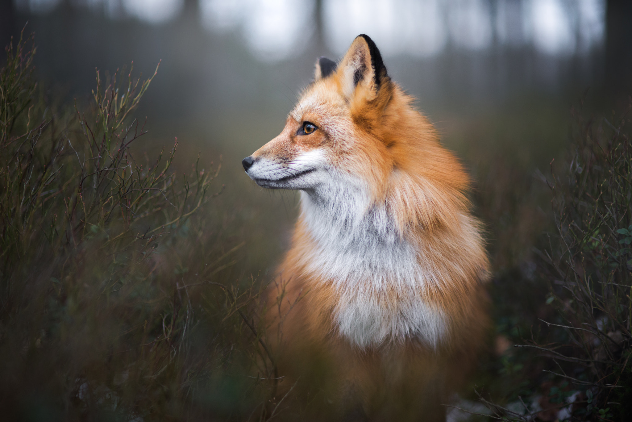 Виды лис. описание, названия, особенности, фото и среда обитания лисиц | живность.ру