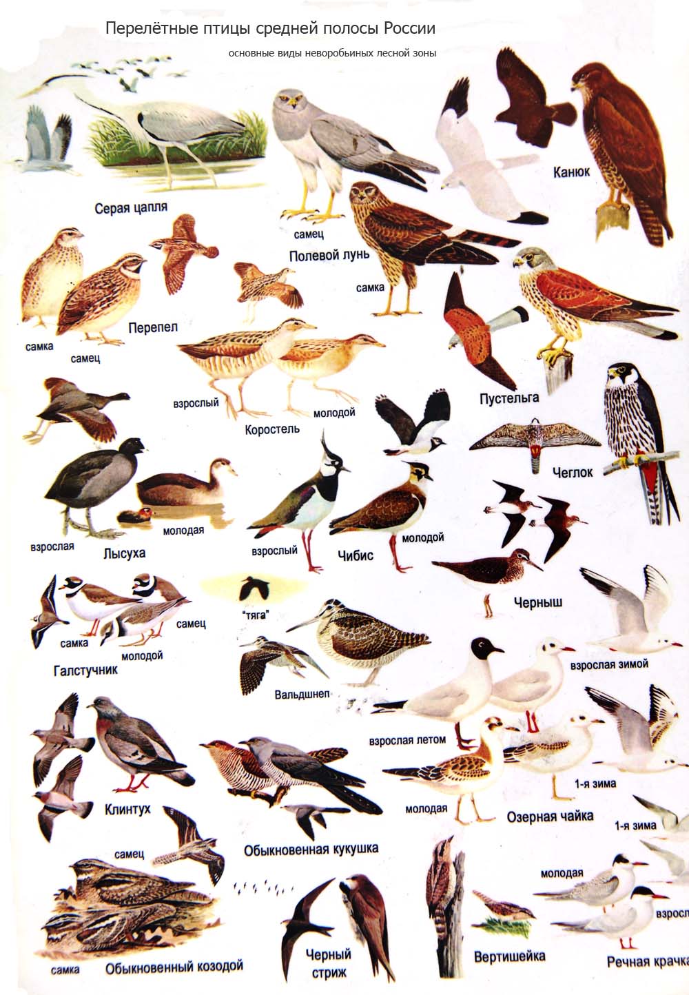 Определить птицу по фото с названием