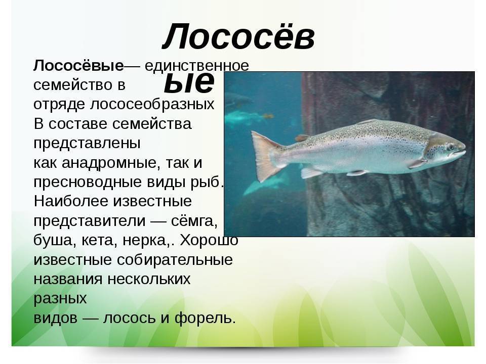 Лосось: описание рыбы, отличие от семги, где водится, нерест, способы ловли