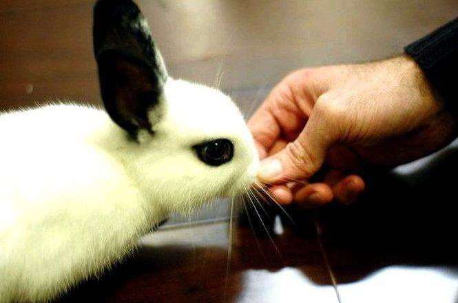 Как приручить кролика к рукам: подробная инструкция с фото и видео