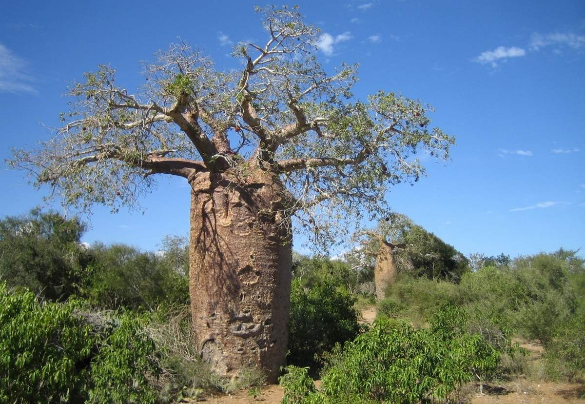 Баобаб дерево