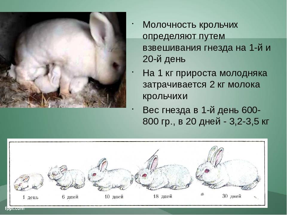 Линька зайца при изменении длины светового дня. Детеныш кролика родившийся. Беременность у кроликов Продолжительность.