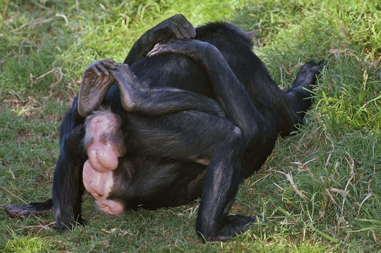 Извращенцы крупно. Шимпанзе бонобо спариваются. Обезьяна бонобо самец. Горилла бонобо. Бонобо семенники.