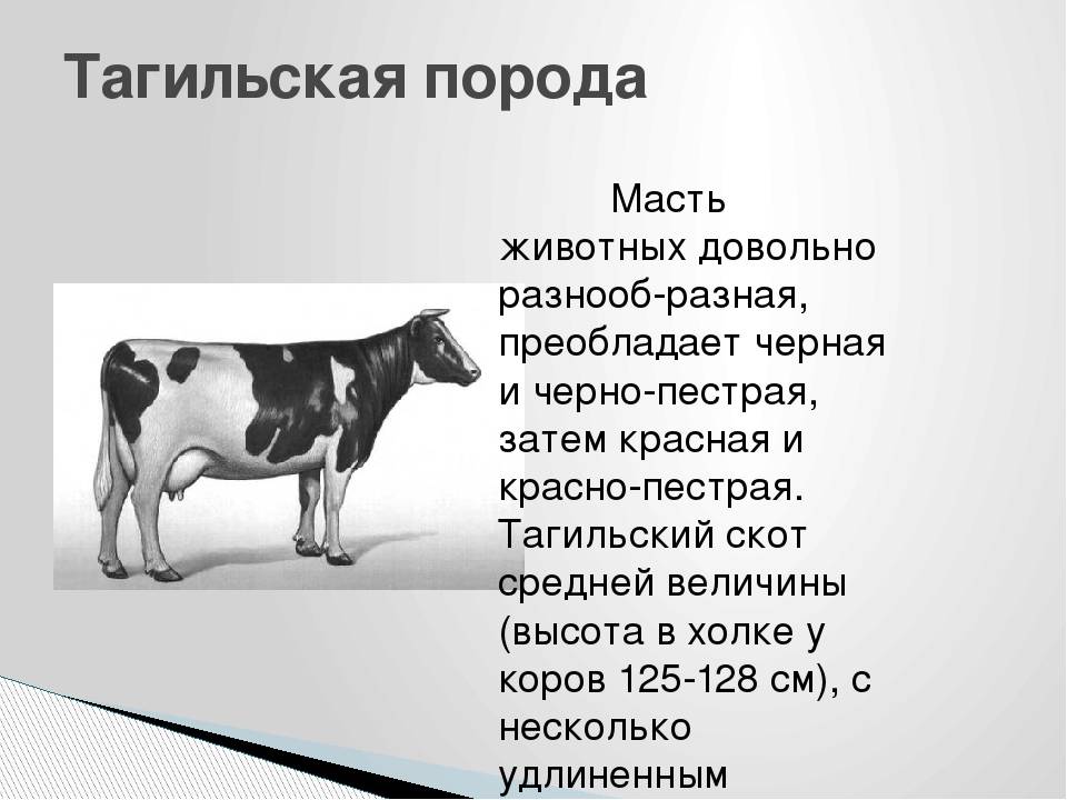 Характеристики пород коров. Стандарт черно пестрой породы КРС. Тагильская порода КРС. Стандарты черно пестрой породы коров. Голштинская порода коров характеристика.