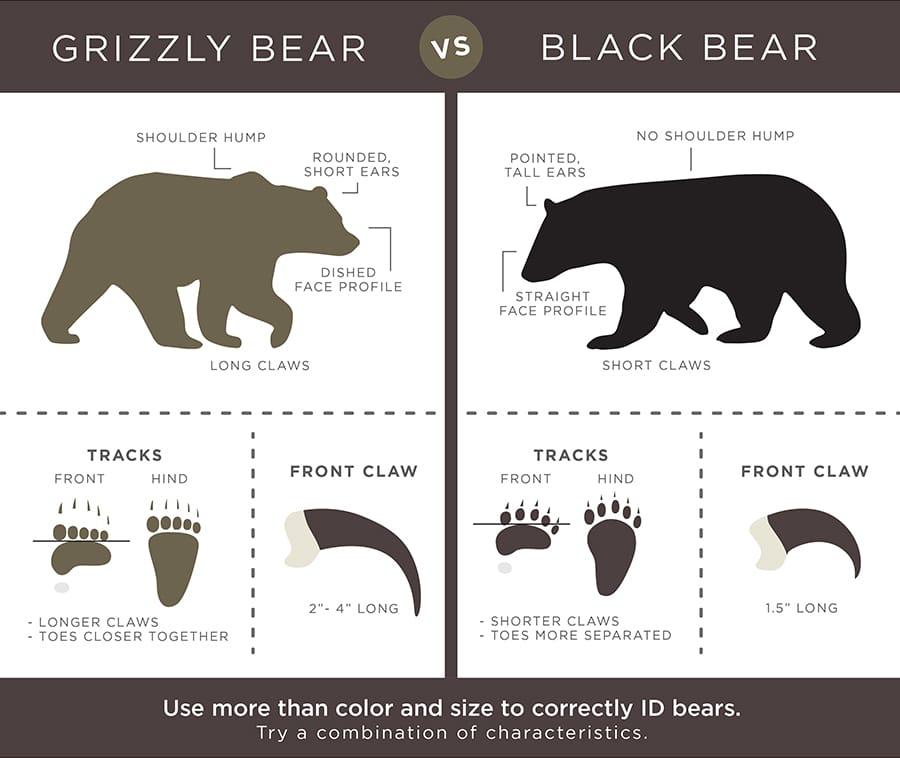 Чем гризли отличается от бурого медведя? | в чем разница
