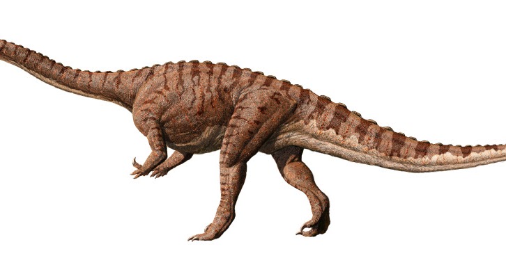 Палеонтологи из юар сделали цифровую реконструкцию черепа динозавра массоспондила