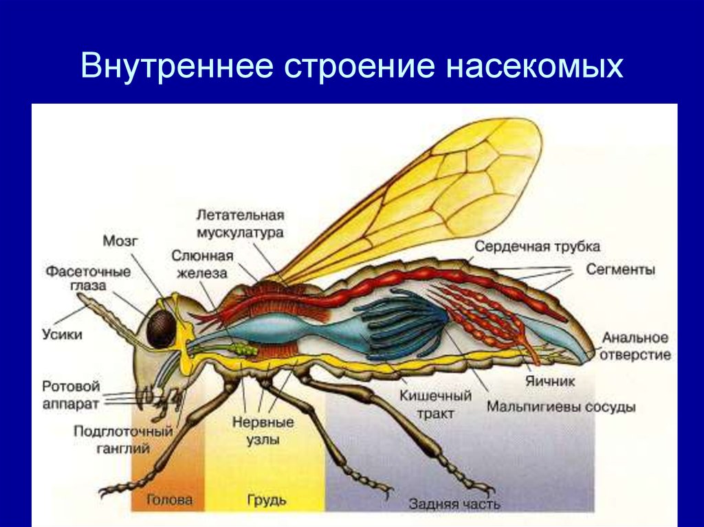 Про внутреннее строение. Строение дыхательная система насекомых 7 класс. Членистоногие насекомые строение. Внешнее и внутреннее строение насекомого биология 7 класс. Схема внутреннего строения насекомого.