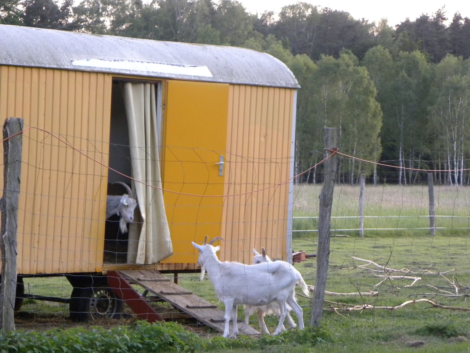 Как построить сарай для коз своими руками – для комфорта козочек!