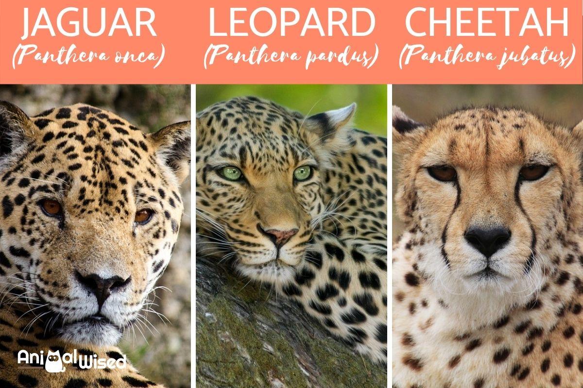 Гепард и леопард фото различия