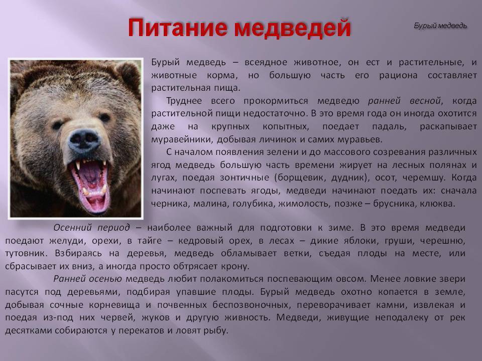 Рассказ какой медведь
