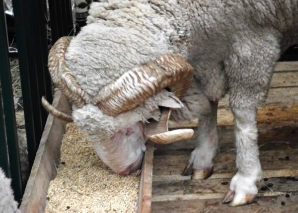 Ягненок не ест. Керри Хилл овцы. Откорм овец. Кормление Баранов производителей. Бараны производители кормление.