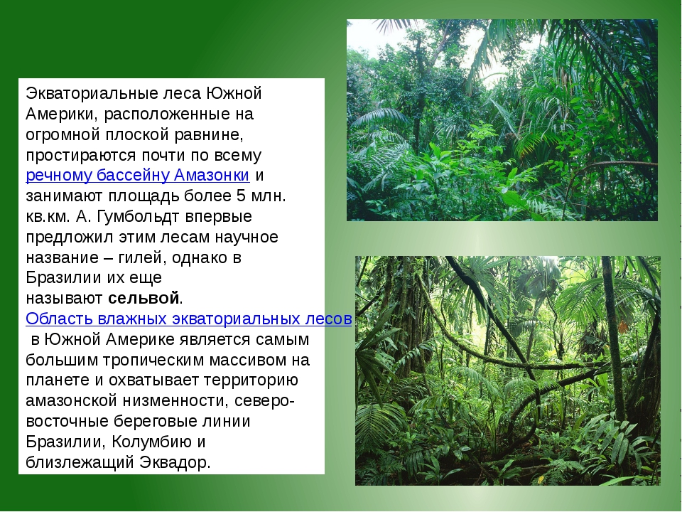 Характеристика тропического леса. Тропический лес. Растения в тропических лесах Южной.