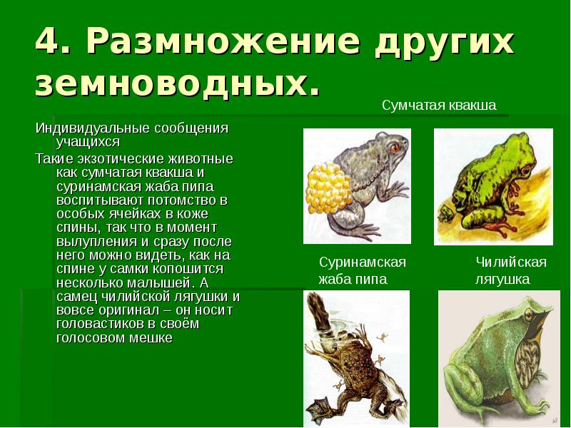 Травяная лягушка (фото): как выглядит, где обитает, чем питается и интересные факты