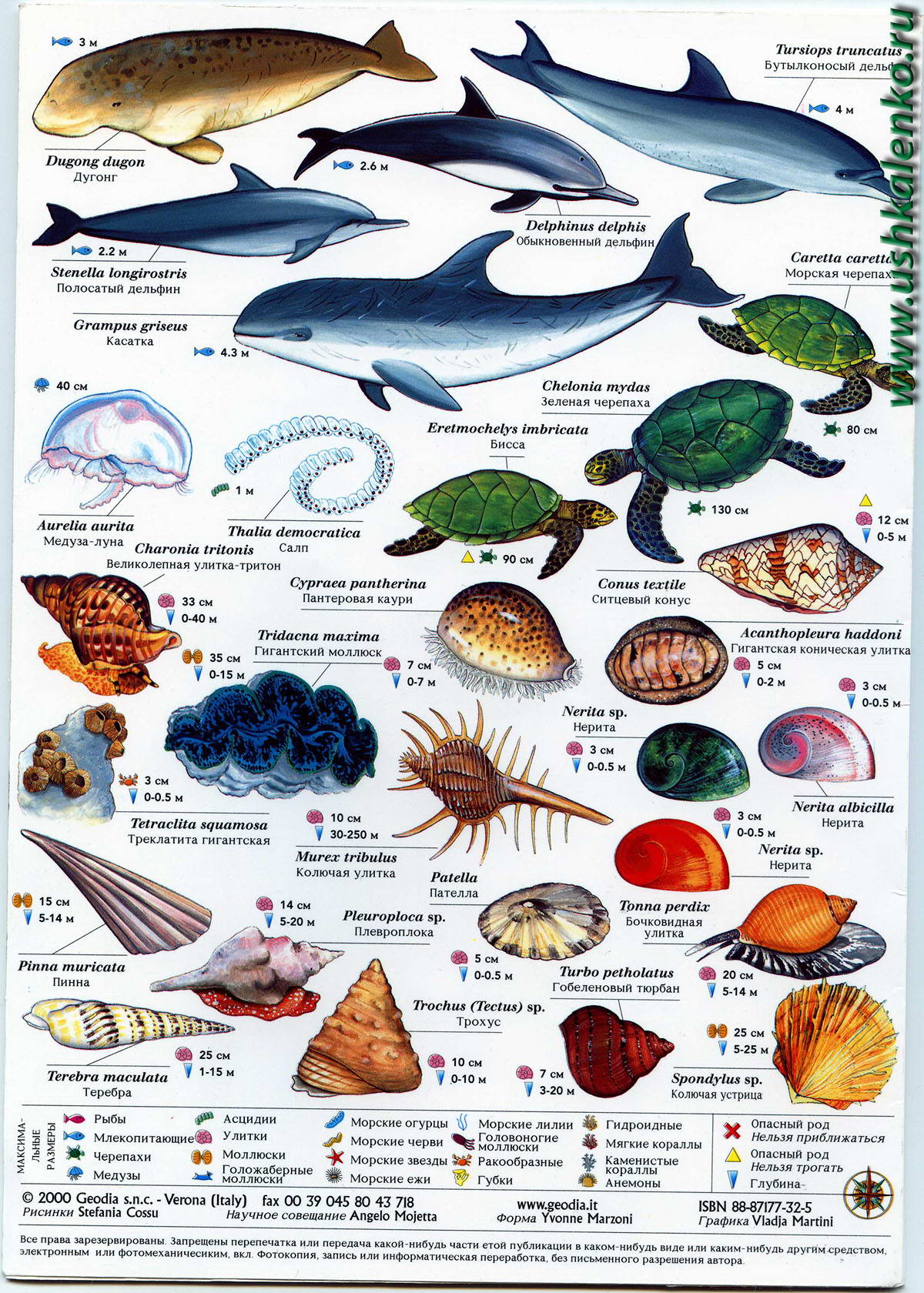 рыбы черного моря список рыб с описаниями