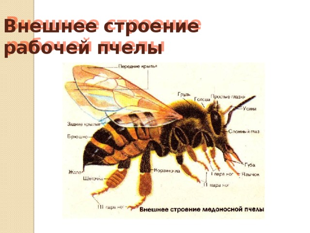 Прямокрылые насекомые - характеристика, строение и образ жизни