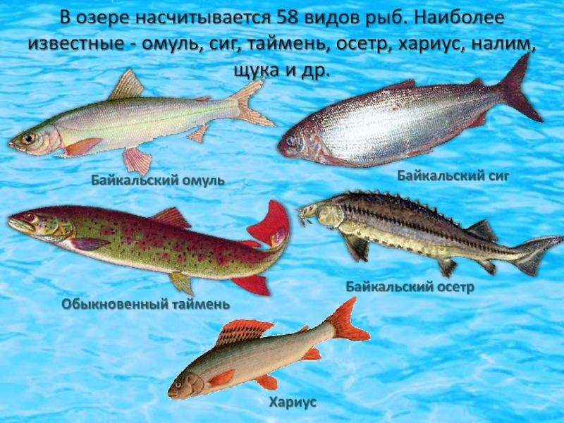 В озере байкал водится рыба. Озеро Байкал омуль. Рыба Байкала названия. Название байкальских рыб. Рыбы обитающие в Байкале.