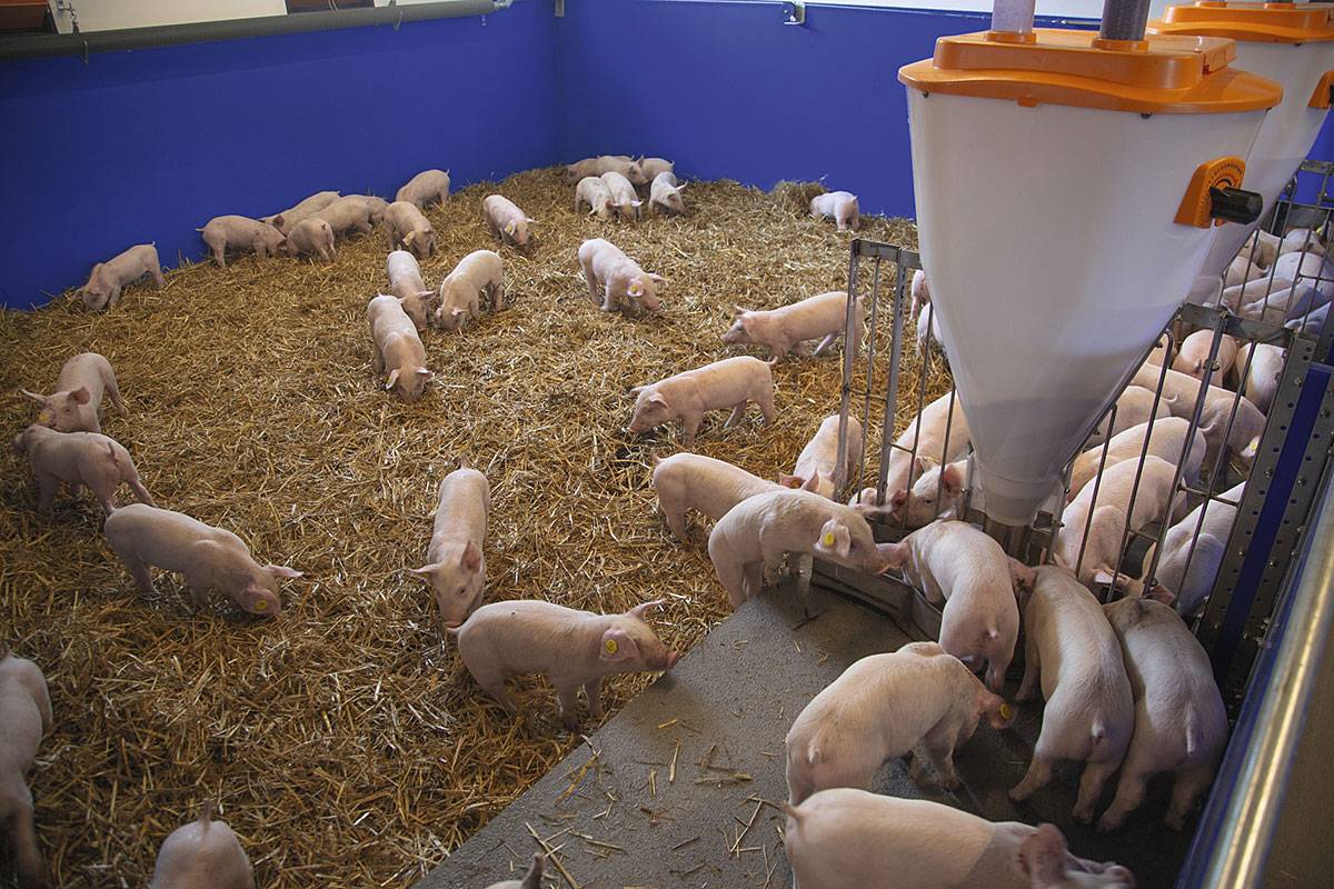Скармливают свиньям. Доращивание поросят Биг Дачмен. Станок для свиней Тип ОСК 54.02.000. Свинарники для поросят-отъемышей. Система кормления Биг Дачмен свиноводство.