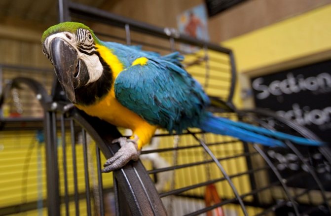 Попугай ара – фото, описание, содержание, питание | rex24 - сообщество любителей животных | дзен