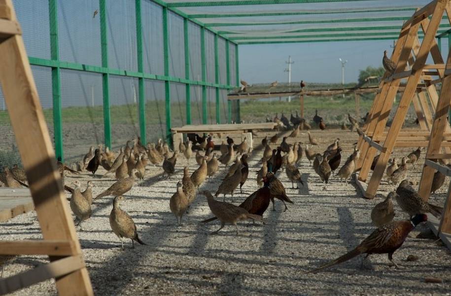 Бизнес по разведению фазанов: для яиц, на мясо, размножение, реализация, прибыль