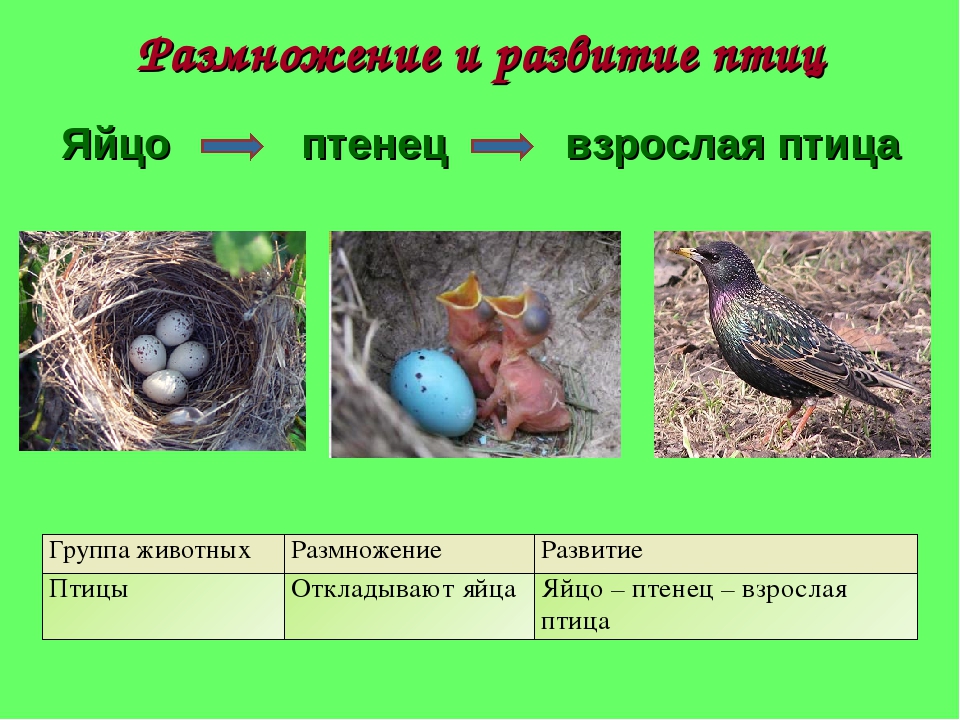Откуда появились птицы. Размножение птиц. Размножение птиц птиц. Трицыразмножение и развитие. Этапы развития птиц.