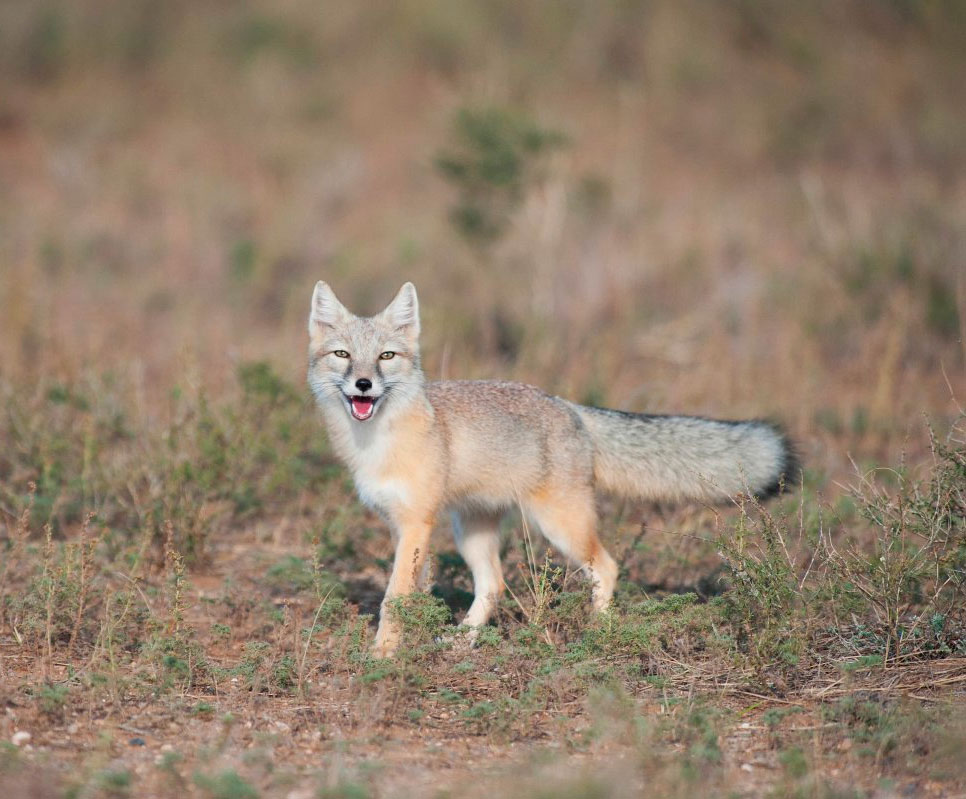 Корсак: фото и описание степной лисы