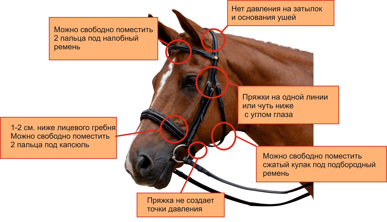 Уздечка для лошади из чего состоит схема