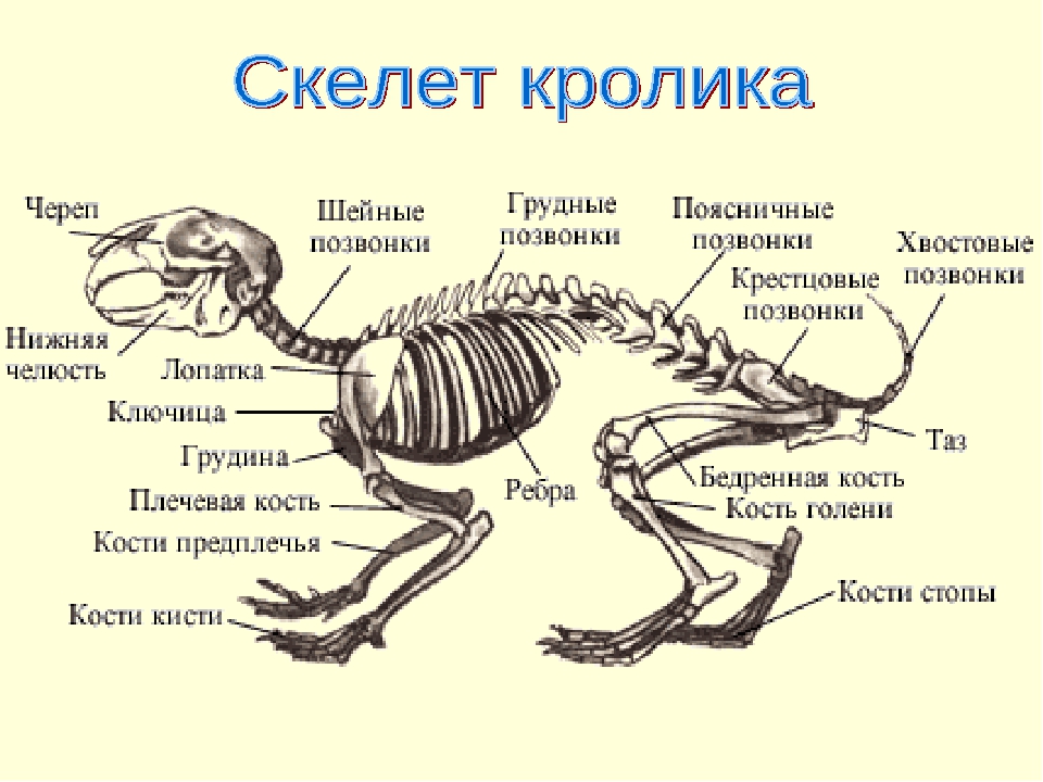 Схема строения опорно двигательной системы млекопитающих
