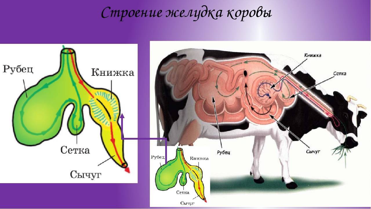 Особенность желудка жвачных парнокопытных. Пищеварительная система жвачных млекопитающих схема. Строение многокамерного желудка коровы. Корова рубец сетка книжка сычуг. Пищеварительная система млекопитающих корова.