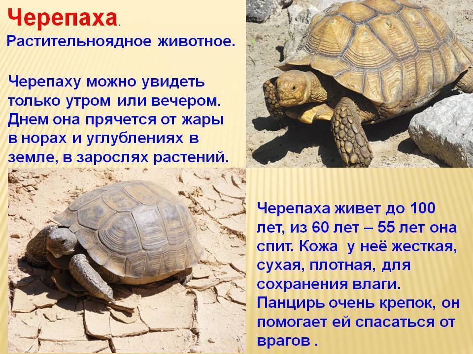 Красноухая черепаха: содержание, кормление в домашних условиях