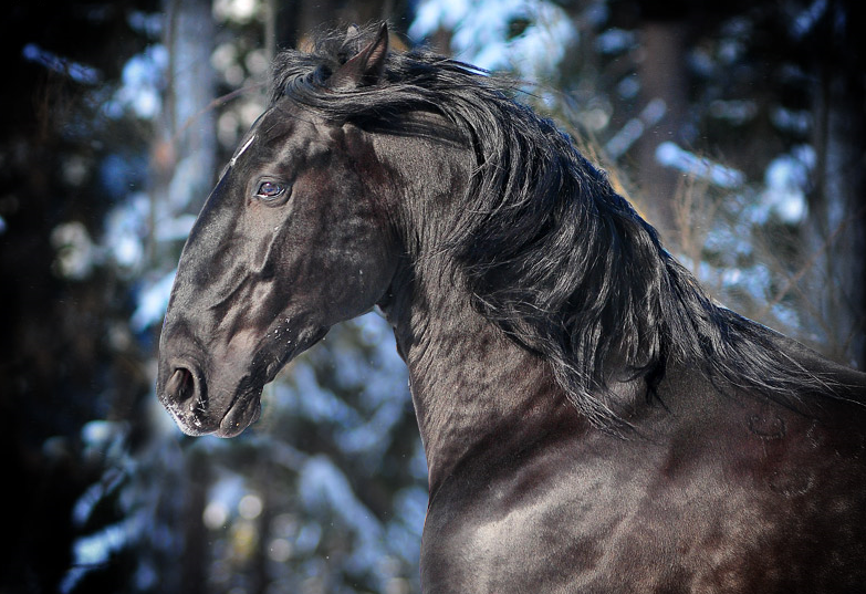 Породы верховых лошадей: обзор с названиями и фото