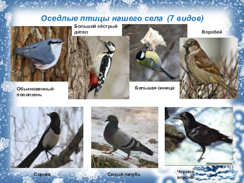 Птицы удмуртии фото с названиями зимующие