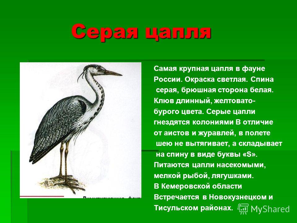 Сообщение серые. Серая цапля красная книга России. Цапля занесена в красную книгу. Серая цапля занесена в красную книгу. Красная книга Кузбасса птицы.