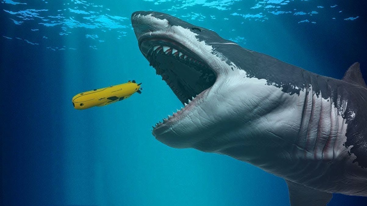 Мегалодон: самая большая акула в мире