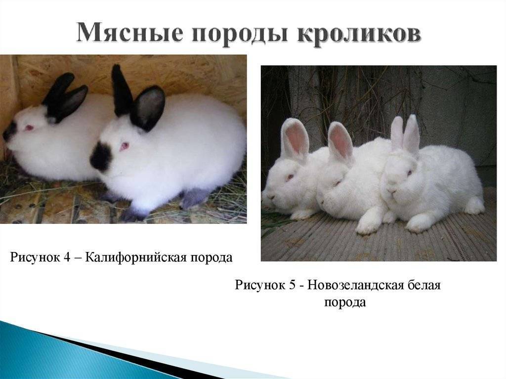 Мини кролики: как выглядят, описание и характеристика
