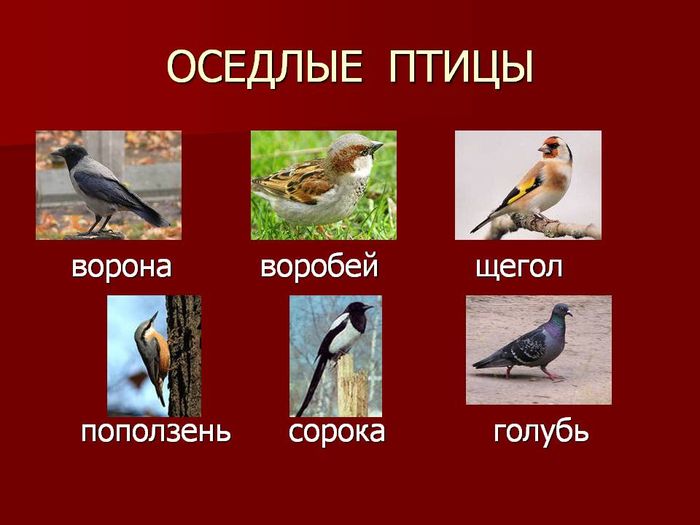узнать, какие птицы являются оседлыми Определение и характеристика оседлых птиц Список оседлых птиц с фото, названиями и описанием Образ жизни и признаки оседлых птиц Презентация и доклад