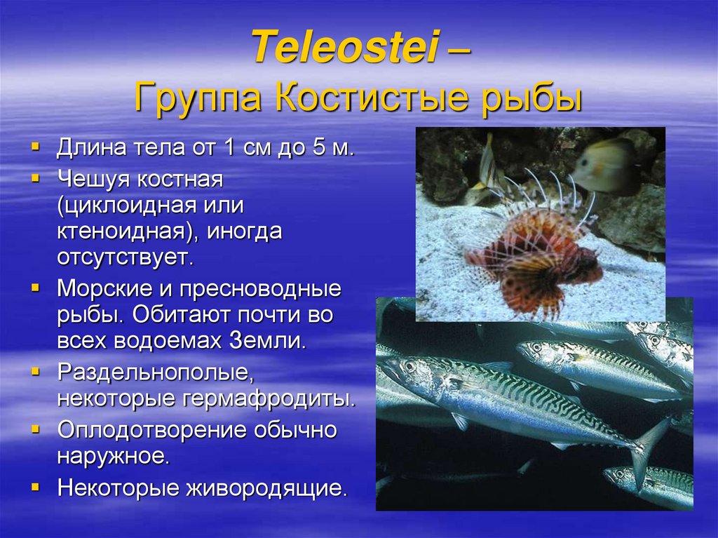 Презентация класс рыбы 7 класс общая характеристика
