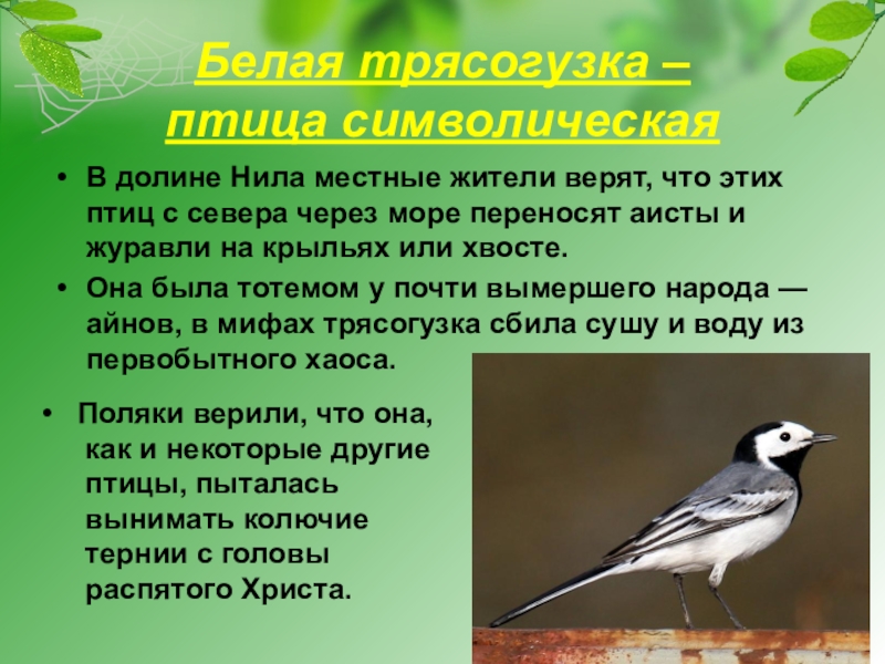 Трясогузка птица фото и описание чем питается