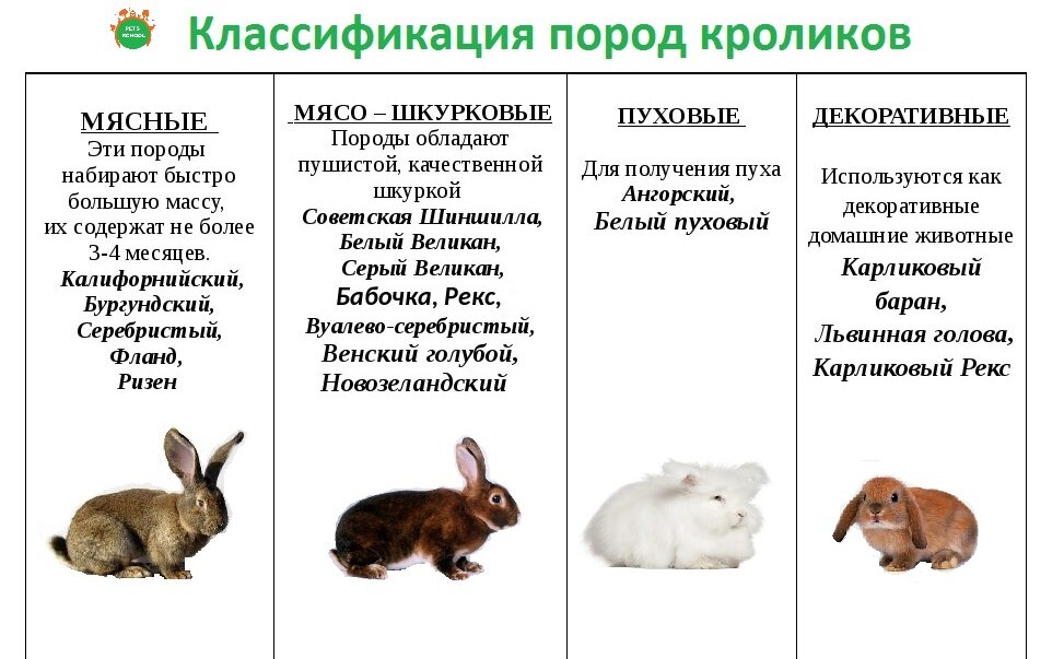Правила ухода за декоративным кроликом в домашних условиях