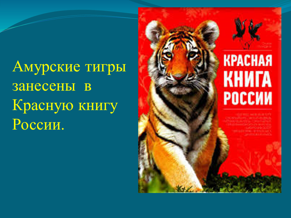 Тигр в красной книге
