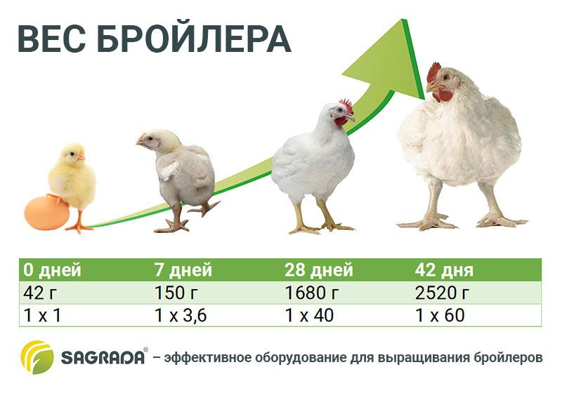 Как выглядят недельные бройлеры фото по неделям